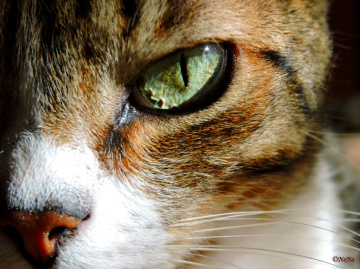 Feline look