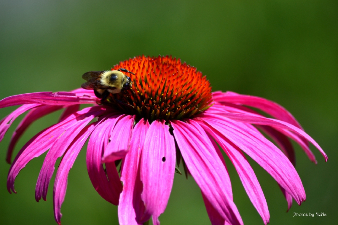 Pink flower