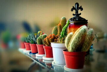 Cactus 