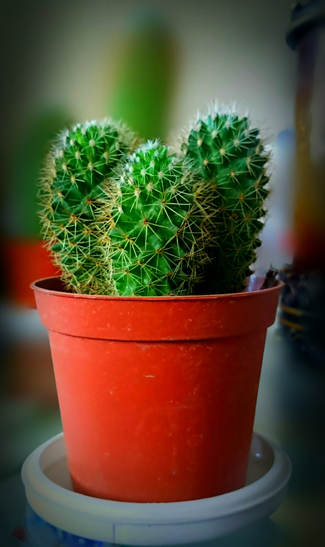 Cactus III 