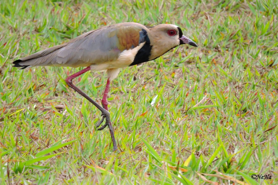Southern Lapwing