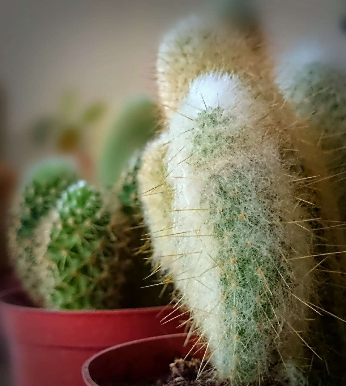Cactus 