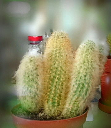 Cactus 