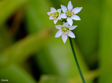 Mini mini flowers