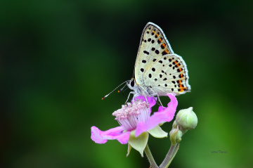 MİNİ MİNİ YAŞAMLAR (176) ...........