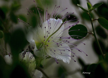 caper flower