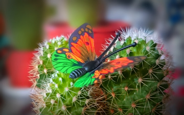 Colorful Dream 