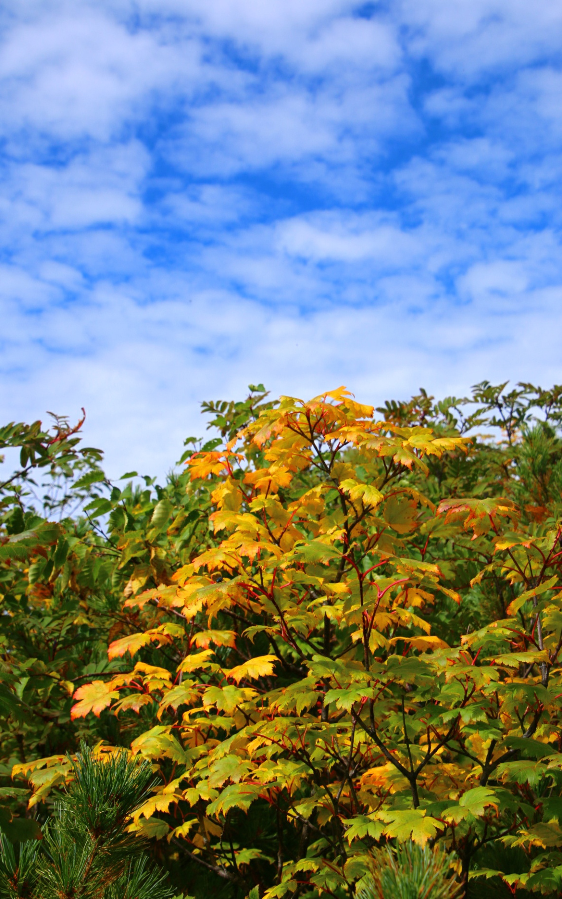 yellow leaves