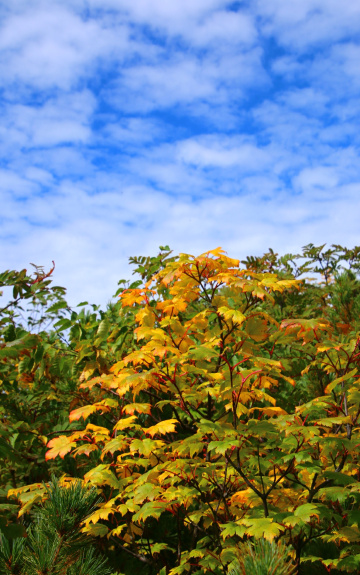 yellow leaves