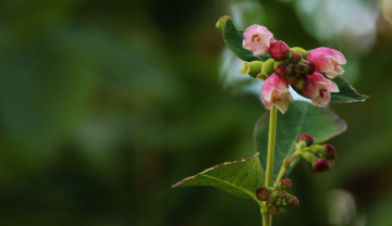 Growing in a garden...