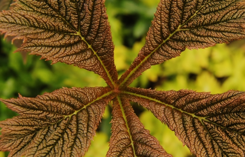 Five leaves...