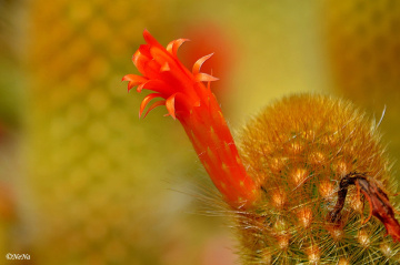 Cactus flowers