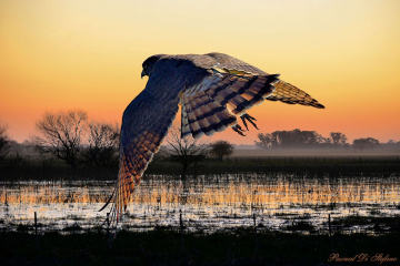 Flying in the sunset IV