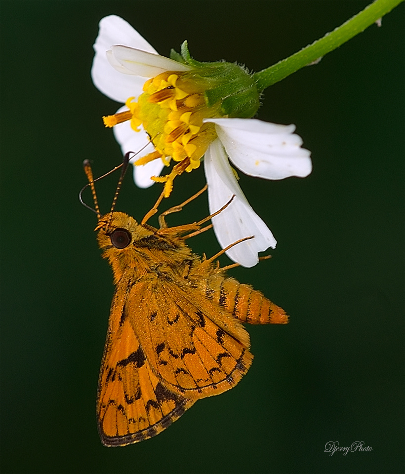 Mini Butterfly