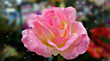 Rose and Dews 