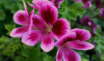 Pink/White/Green
