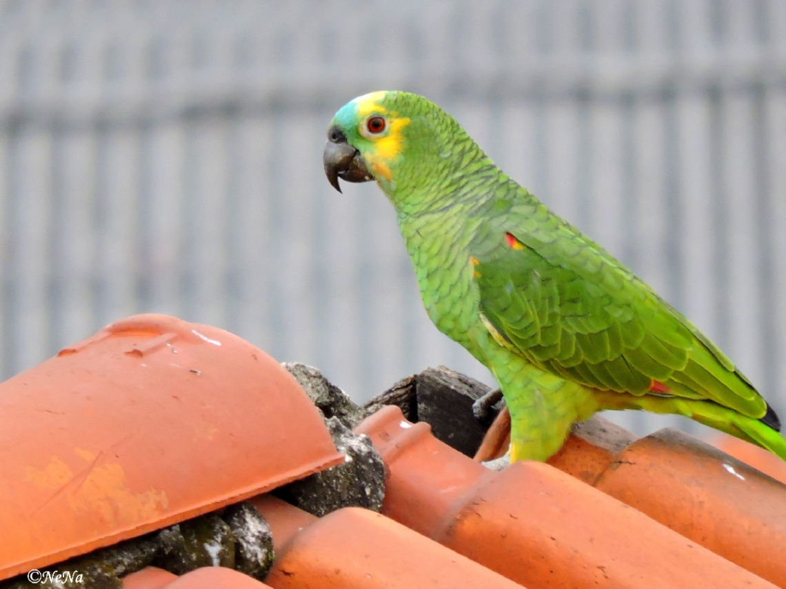 Parrot
