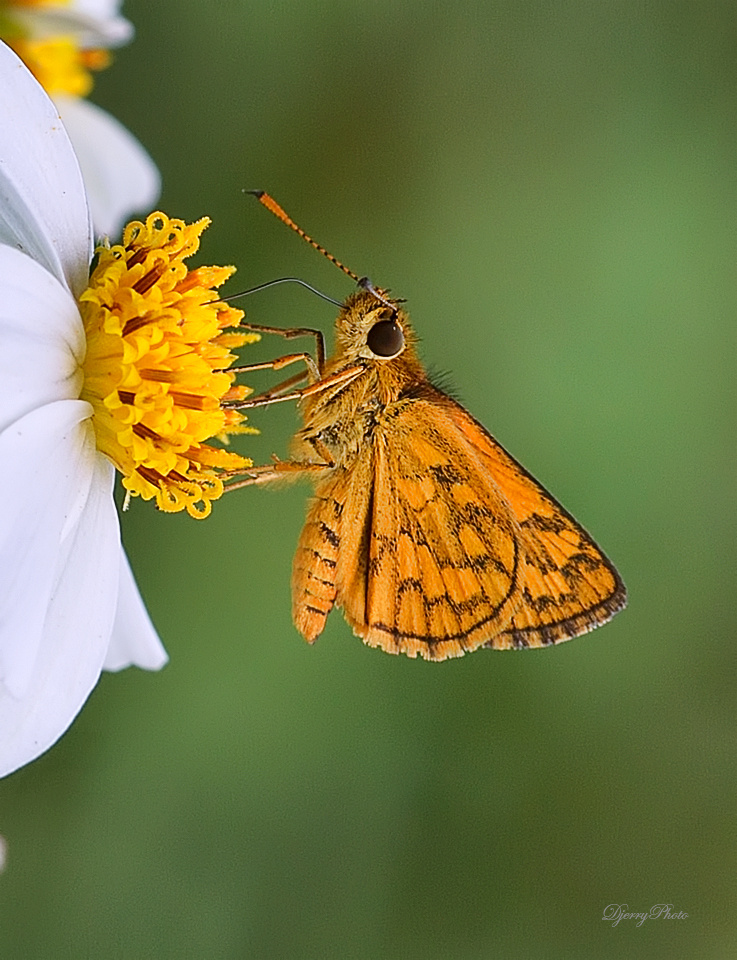 Mini Butterfly