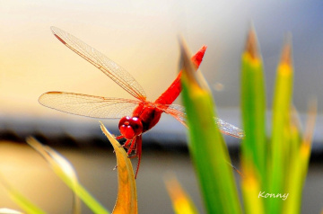 dragonfly