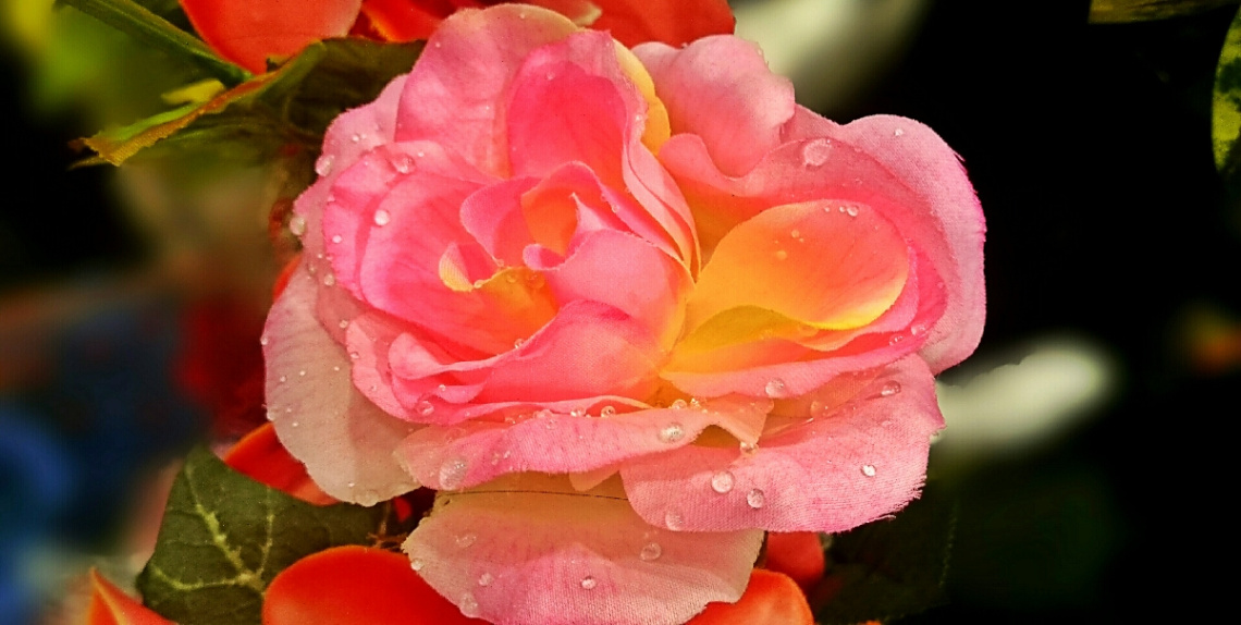 Dews on the rose 