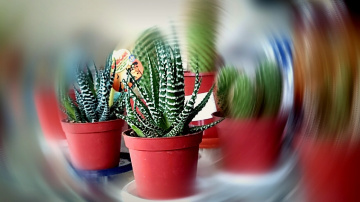 Green Corner 