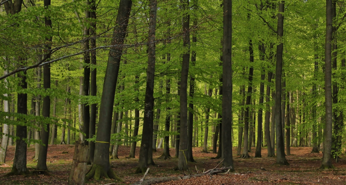 Among many trees