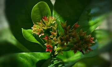 Blooming Buds 