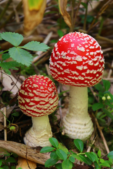 Red mushrooms