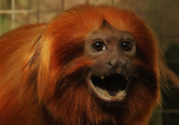 Tamarin Lion