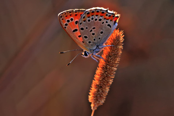 Küçük Ateş Kelebek - 44