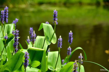 Nature's