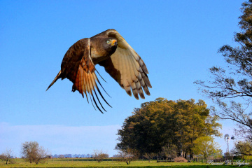Over the field II