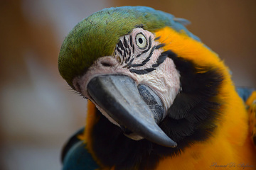 Thoughtful