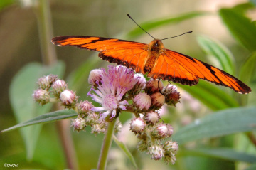 Orange butterfly