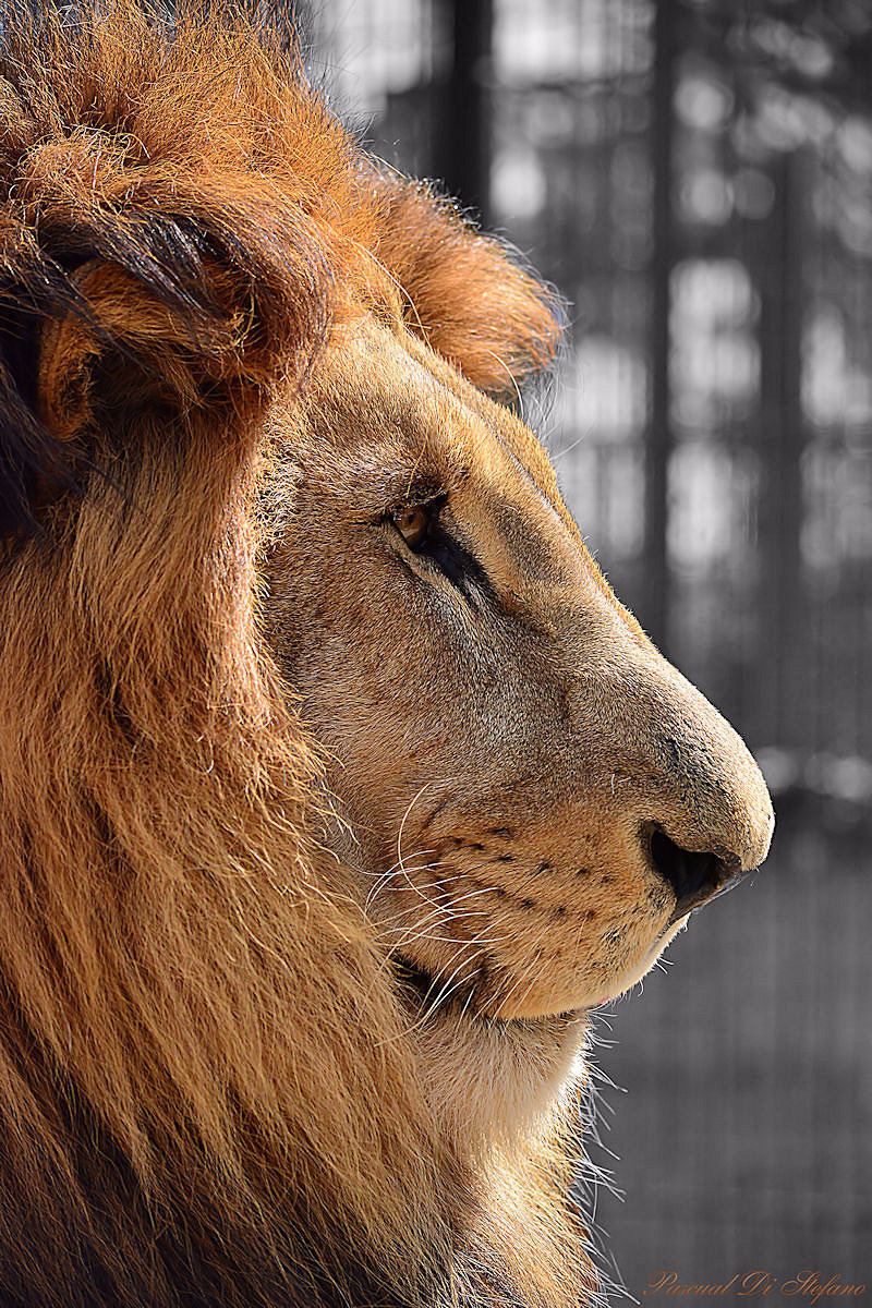 King profile