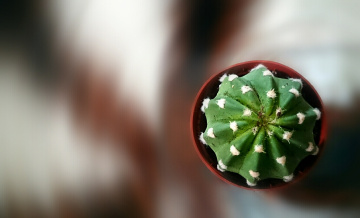 Green Scoop 