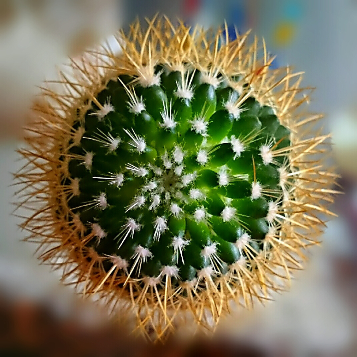 Green Ball 2 