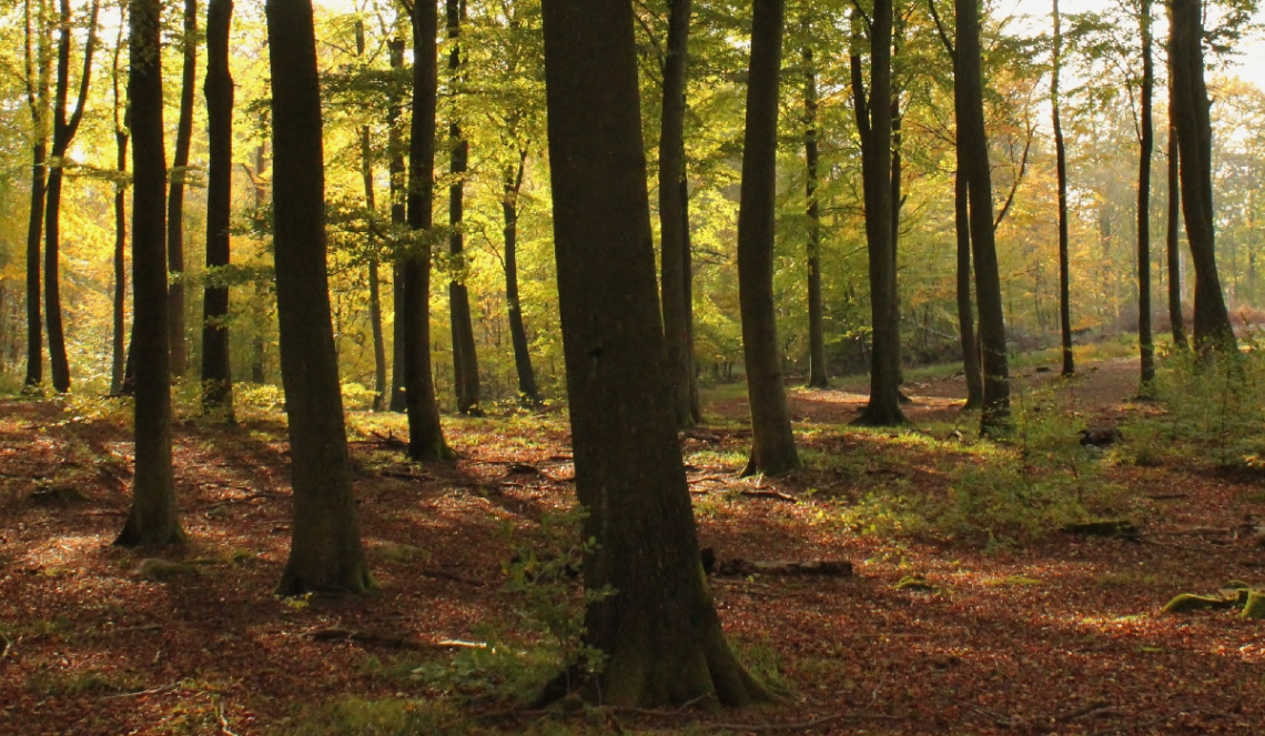 Among many trees