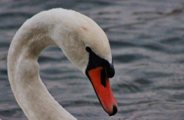 Swan moment