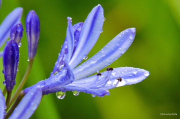 Agapanthus