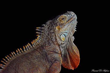 Iguana