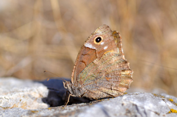 Chazara briseis