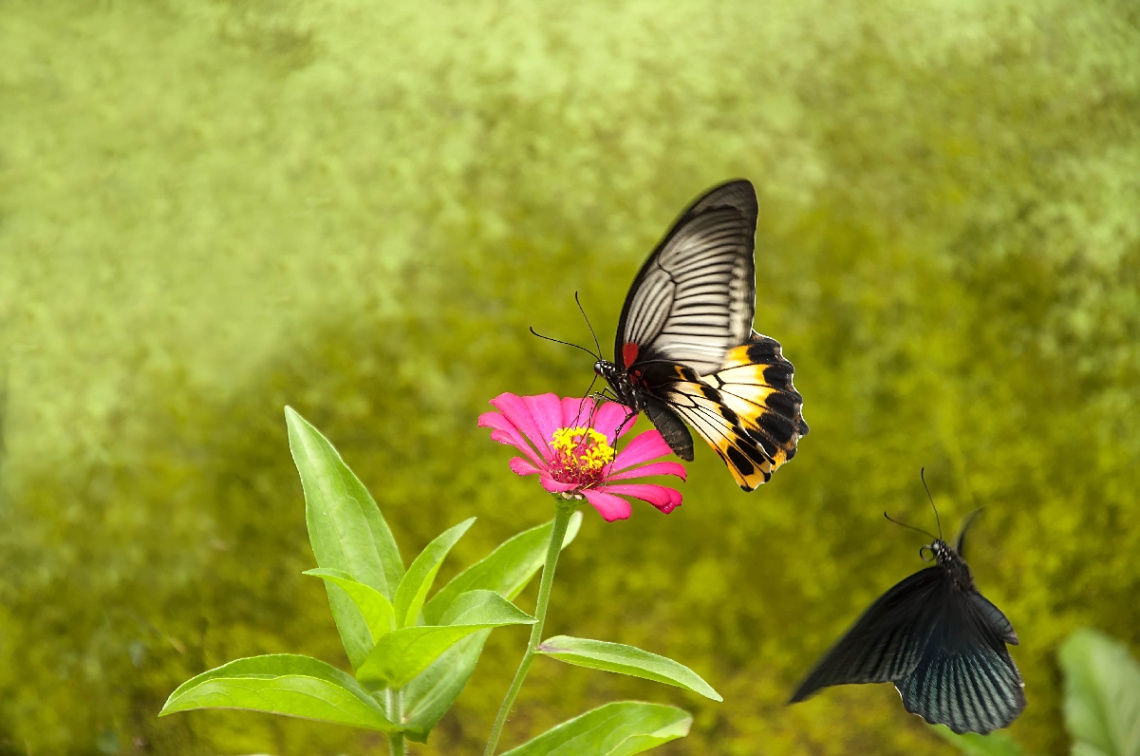 butterfly