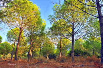 Little forest ... :)) 