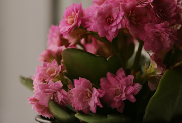 Happy pink