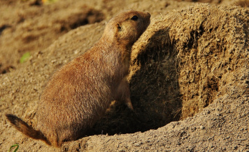 Black -tailed Praire Dog
