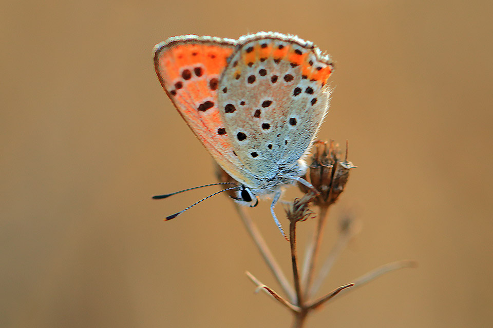 Kelebek (45)