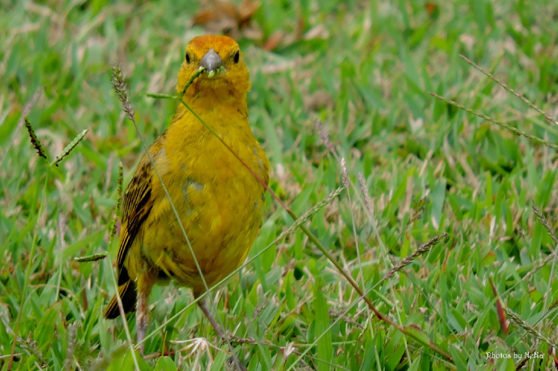 Sicalis flaveola