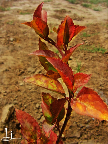 Welcome .Autumn....