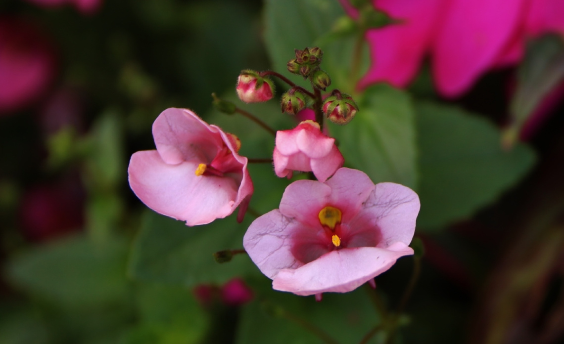 Flower Image